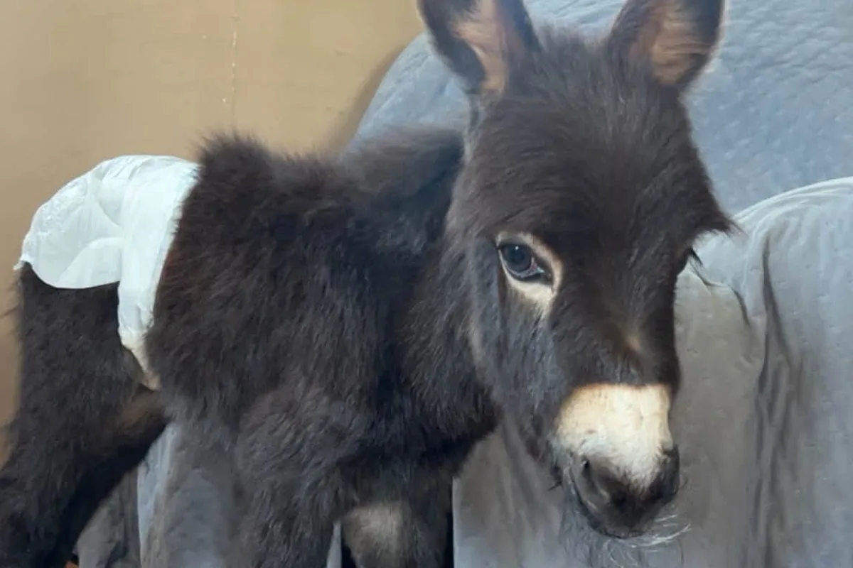Georgia Police Officer on Leave After Shooting Family's Pet Donkey During Search