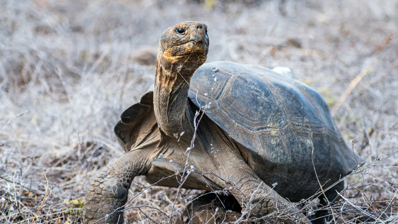 Giant Tortoises Released on Galápagos Floreana Island After Long Absence