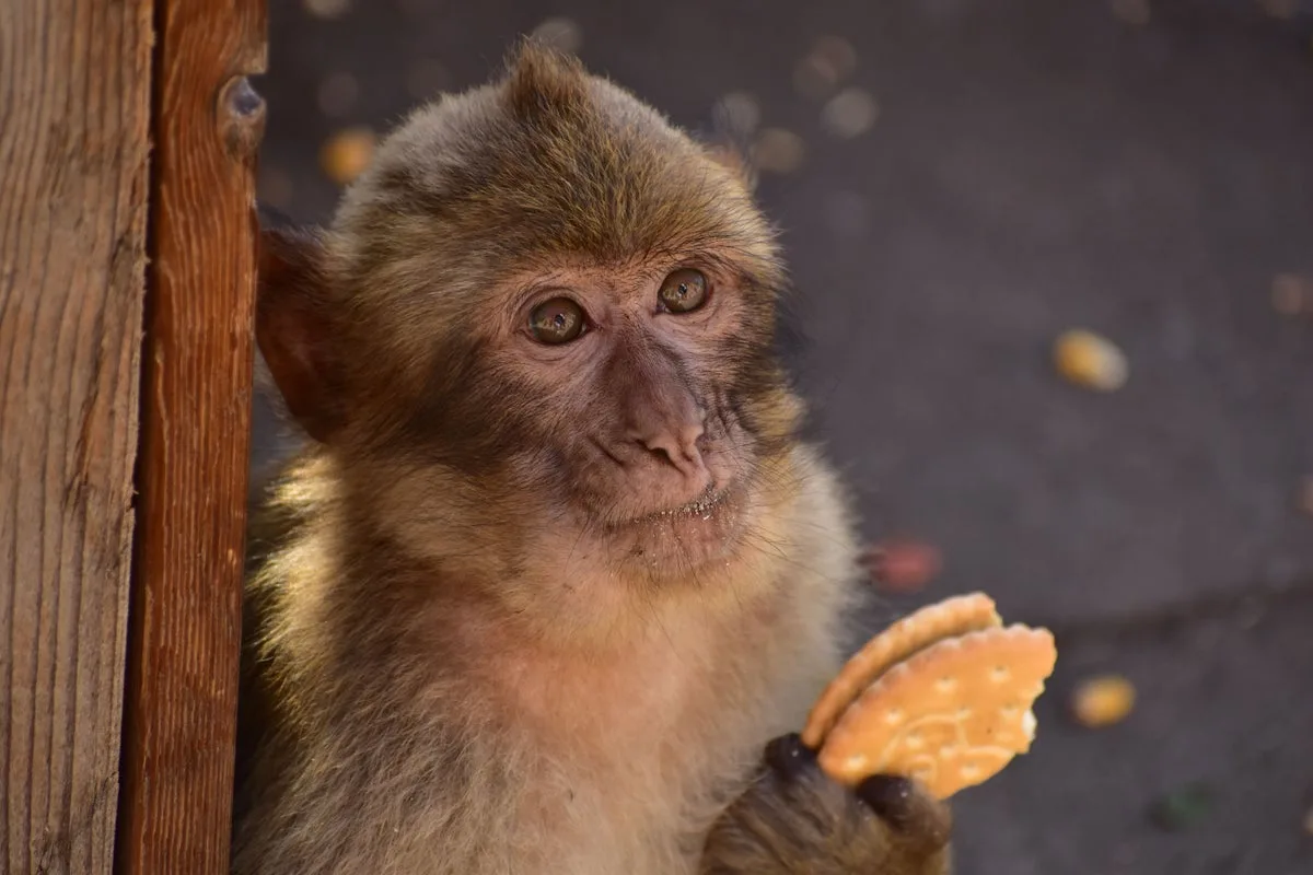 Gibraltar Monkeys Eat Soil After Consuming Tourist Junk Food, Researchers Report