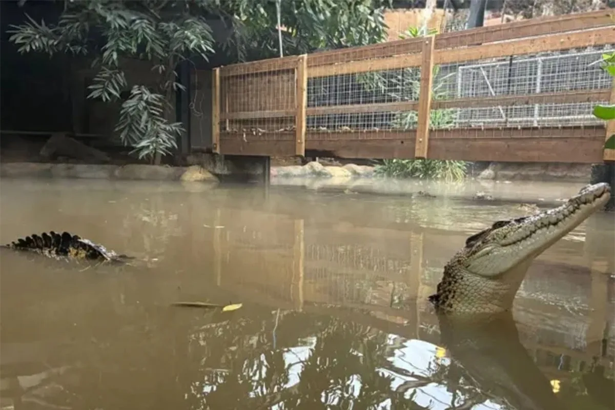 GoFundMe Launched After Boy Reportedly Thrown Into Crocodile Pit at Zoo