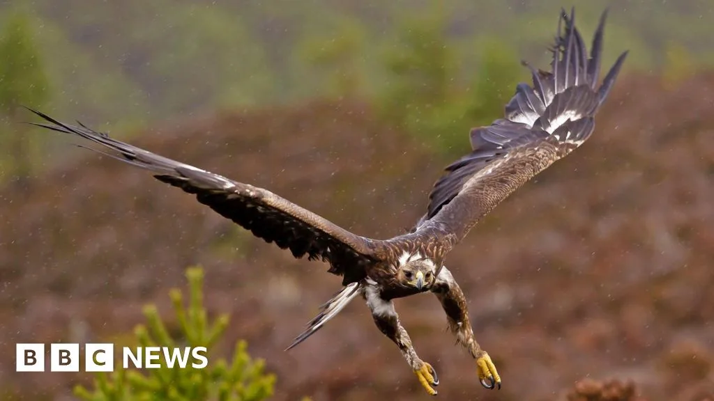 Government Funds Golden Eagle Reintroduction Plan for England