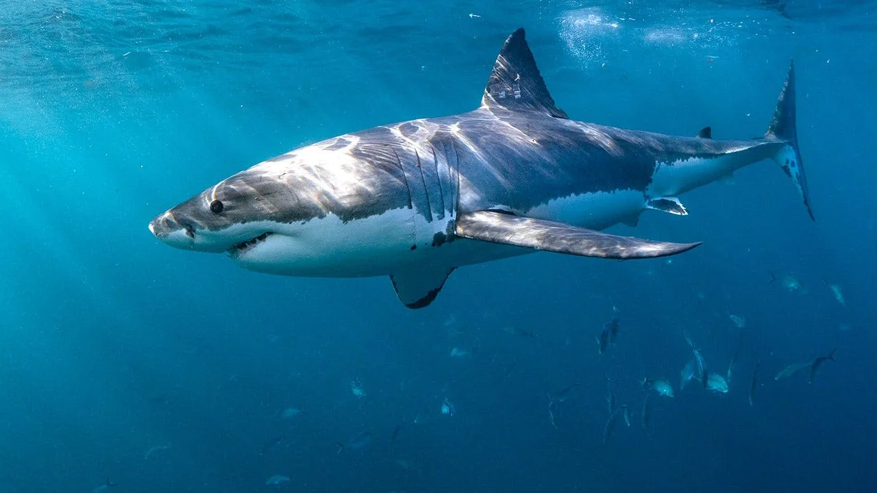 Shark Sightings Surge Along US and Canada Coasts Amid Changing Migration Patterns