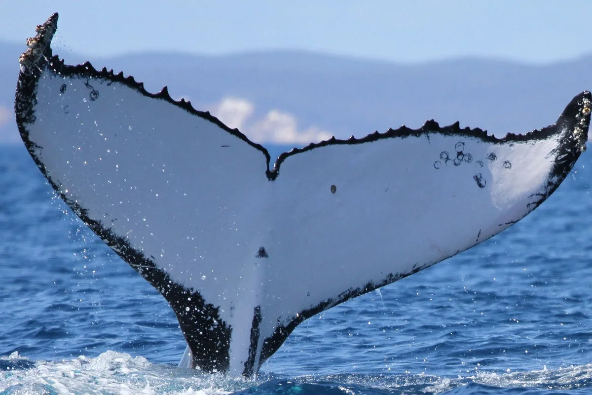 Humpback Whales Documented Making Record-Breaking Long-Distance Ocean Migration