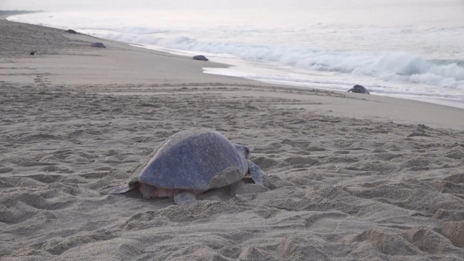 Hundreds of Thousands of Olive Ridley Turtles Nest at Oaxaca Beach in Mexico