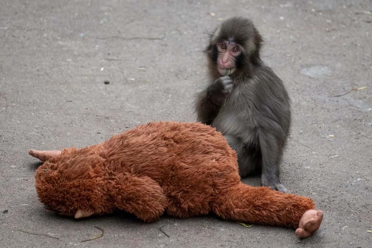 Ichikawa City Zoo Increases Security After Visitor Enters Monkey Enclosure