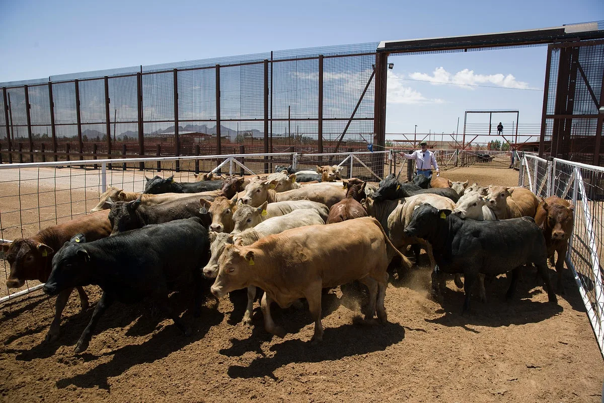 Immigration Enforcement Actions Disrupt Meatpacking Operations in Kansas and Neighboring States