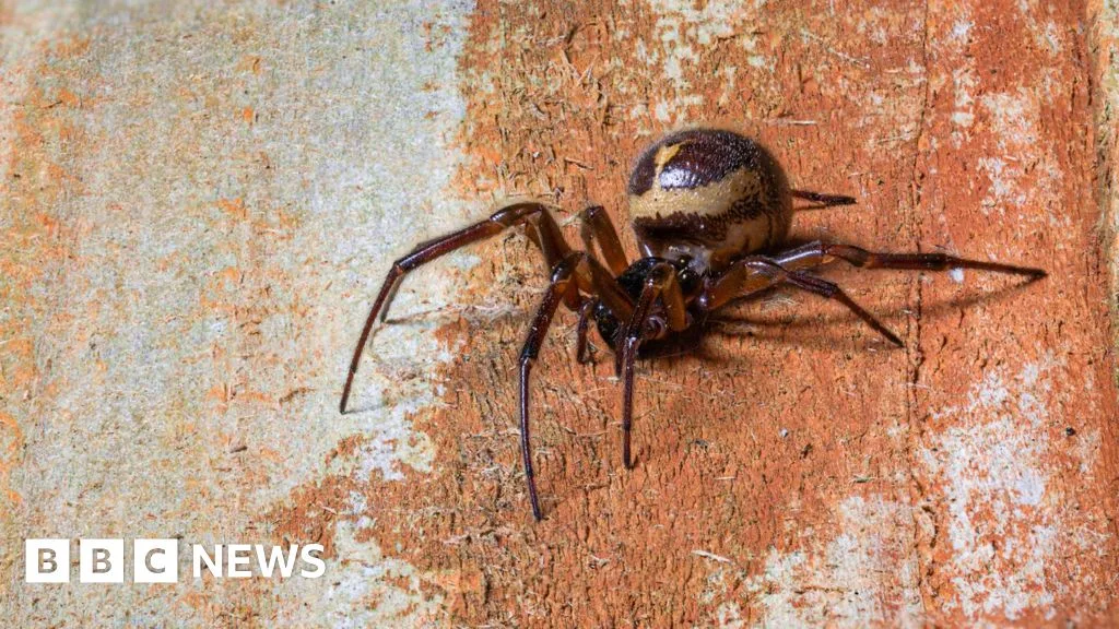 Increase in Spider Bite Hospital Admissions Linked to False Widow Spiders in England
