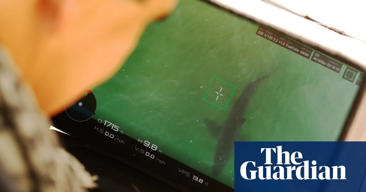 Increased Shark Sightings and Bite Lead to East Coast Beach Closures