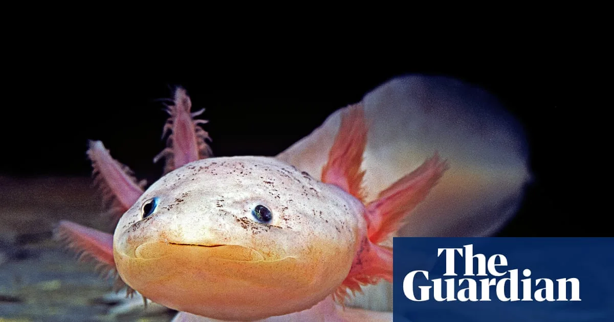 Injured Axolotl Rescued by 10-Year-Old Under Welsh Bridge