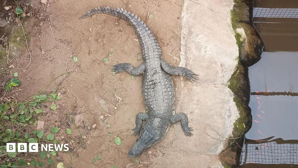 Toddler Seriously Injured in Crocodile Zoo Attack; Inquiry Launched into Carers