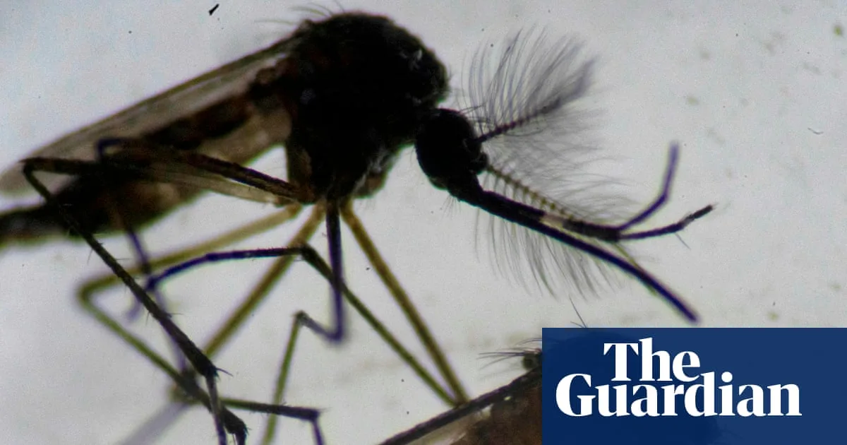 Invasive Mosquito Species Found Breeding in East London for First Time