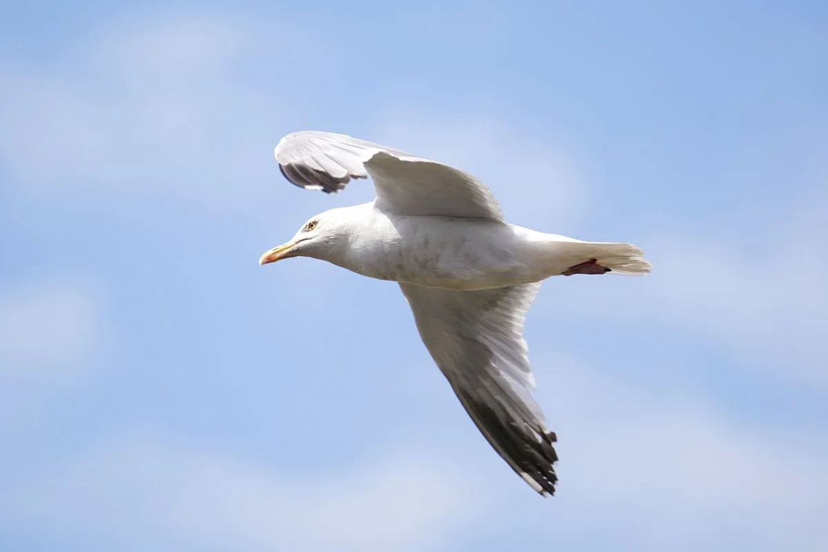 Inverness Launches Pilot Program After Seagull Attacks at Children's Event