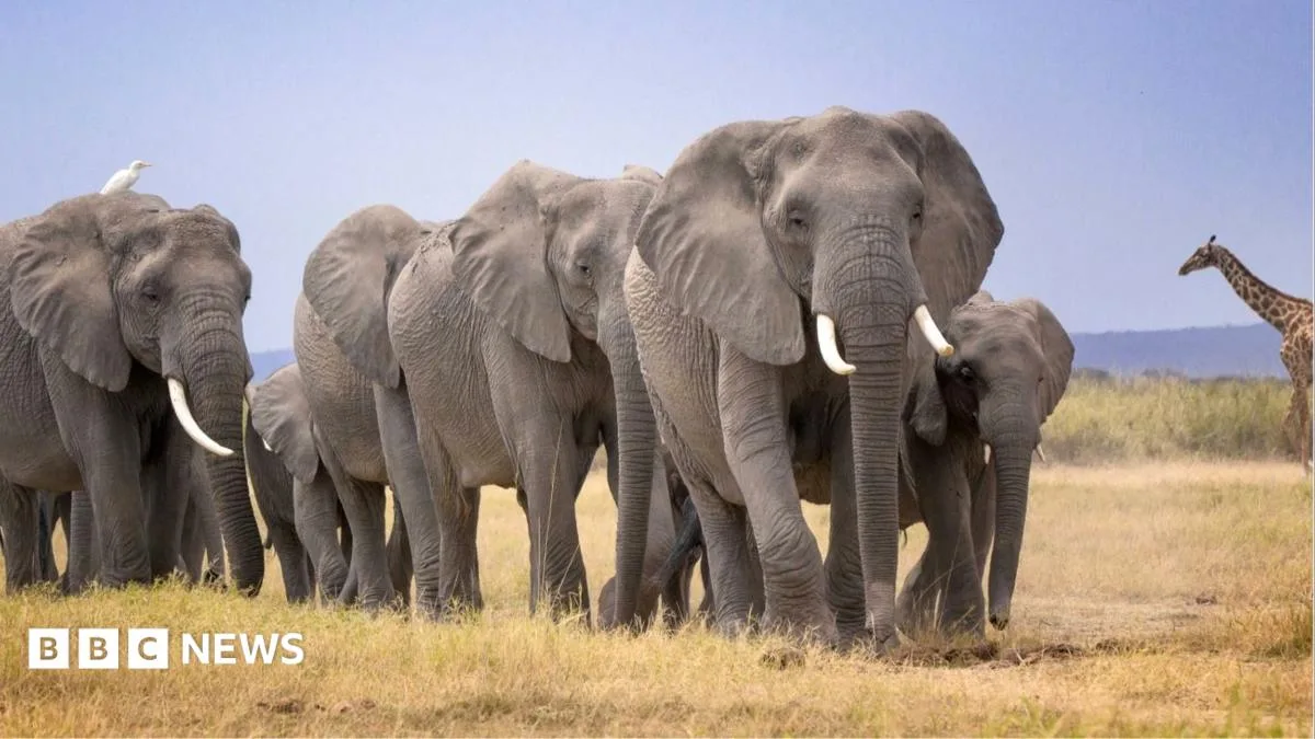 Kenya Launches Inquiry After Multiple Elephant Deaths in Amboseli Region