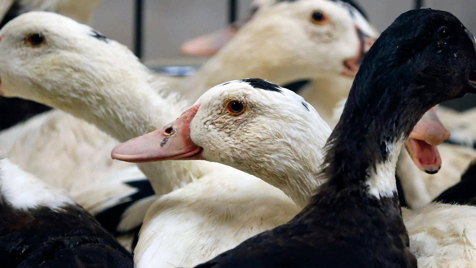 Lab-Grown Foie Gras and Chicken Under Safety Review for UK Consumption