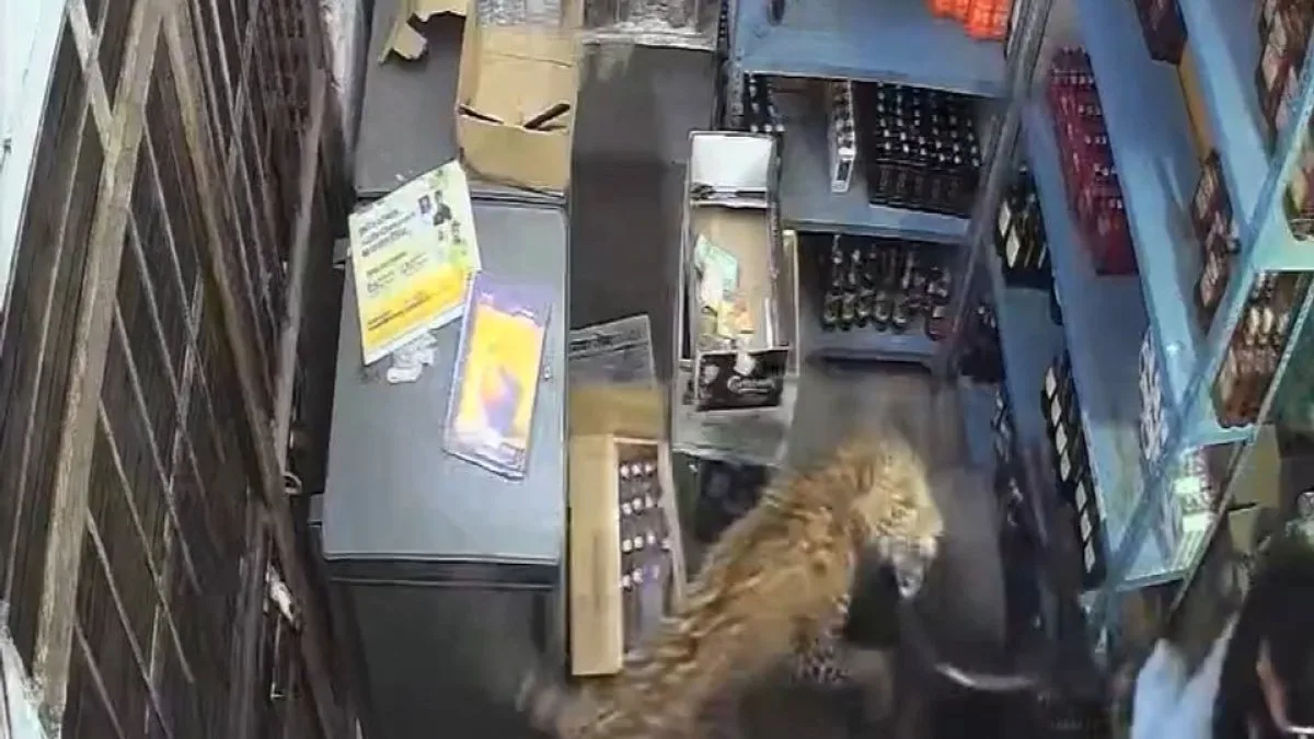 Leopard Enters Rajasthan Store and Attacks Employee, Causing Panic