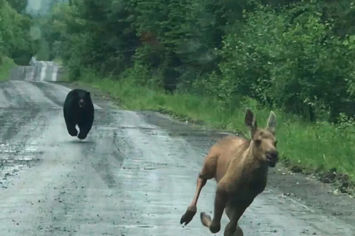 Maine Couple Uses Truck to Intervene in Bear Pursuit of Moose Calf