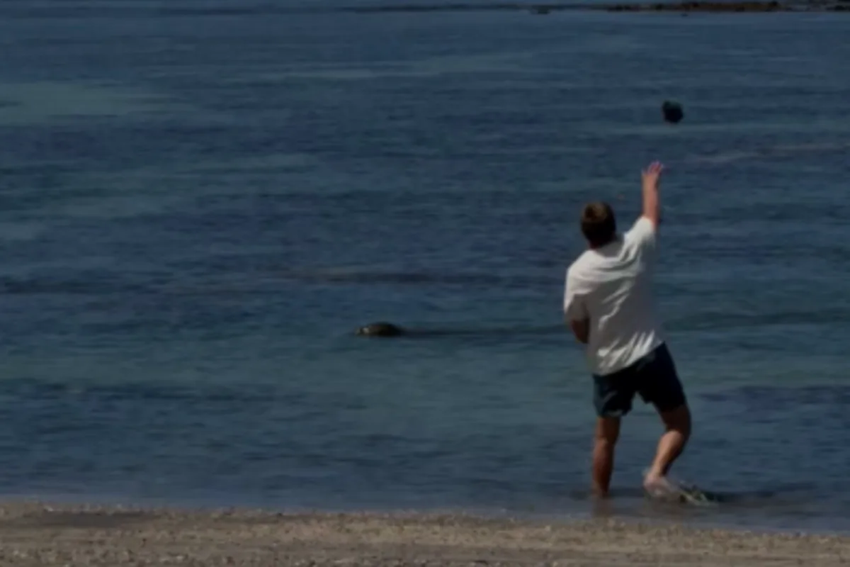 Man Accused of Throwing Rock at Endangered Hawaiian Monk Seal Faces Legal Action