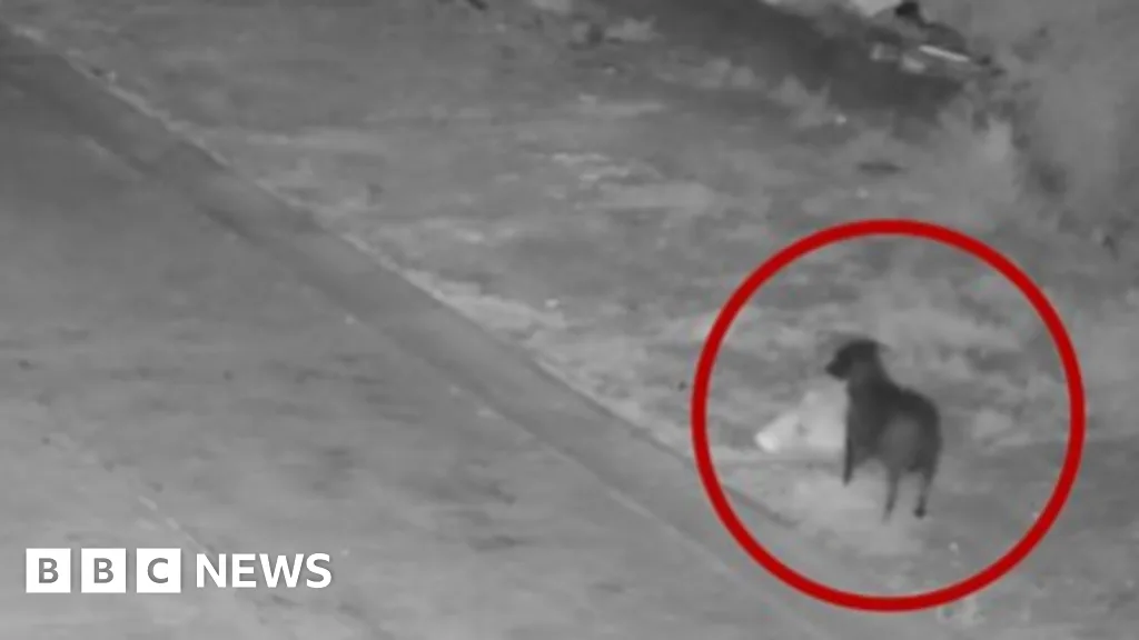 Man in Catania Trains Dog to Dump Rubbish Illegally, Police Say