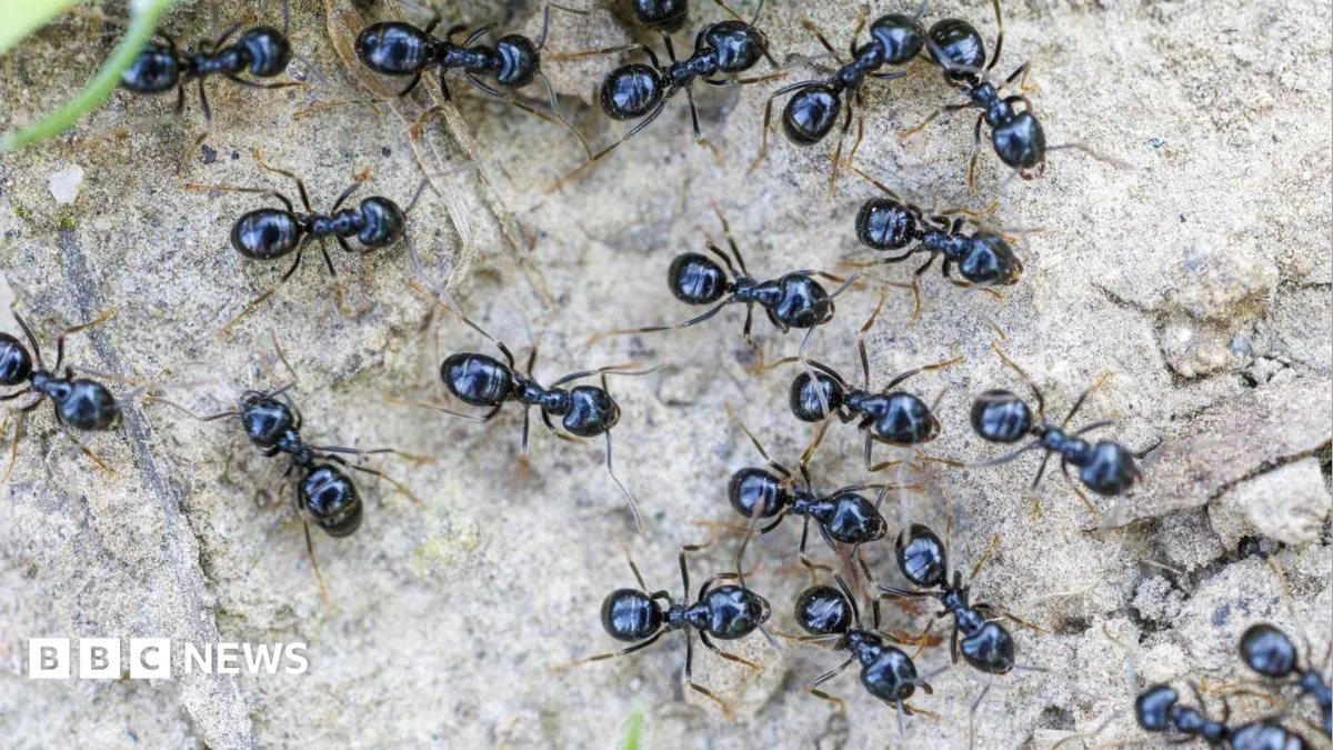 Michelin-Starred Restaurant Owner Faces Jail for Using Ants as Dessert Garnish