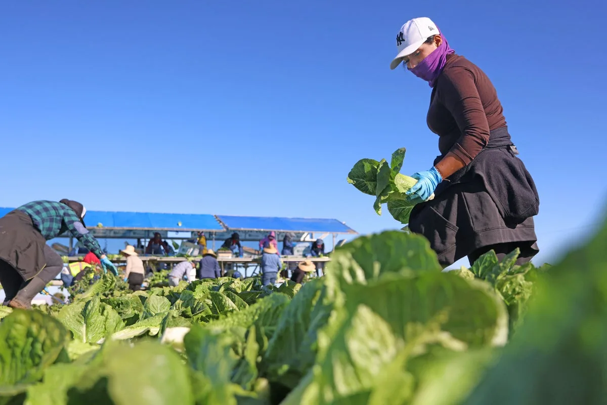Michigan Lifts Salad Advisory as Cyclospora Outbreak Declines