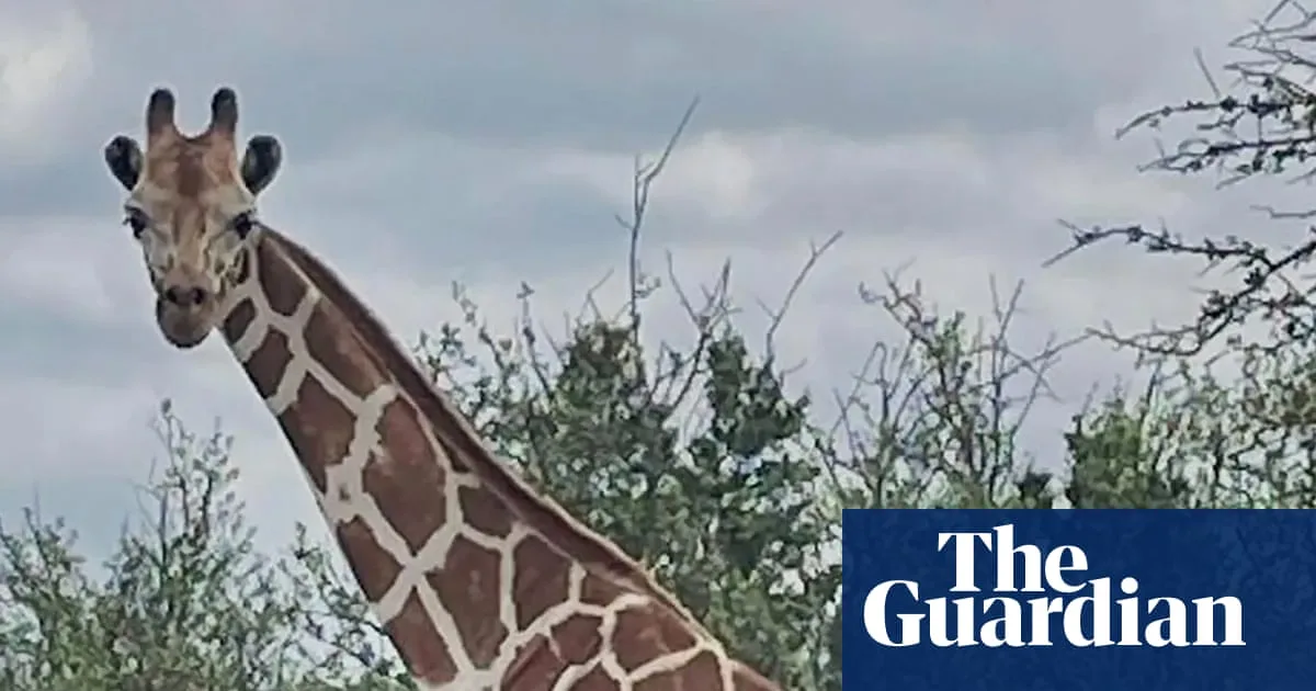 Missing Giraffe Gracie Found Safe After Nearly Two Weeks in Texas