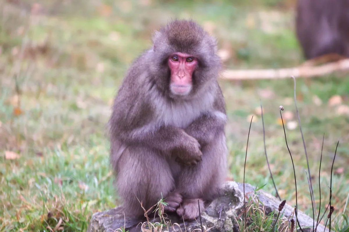 Monkey Returns After Escape From Highland Wildlife Park Enclosure