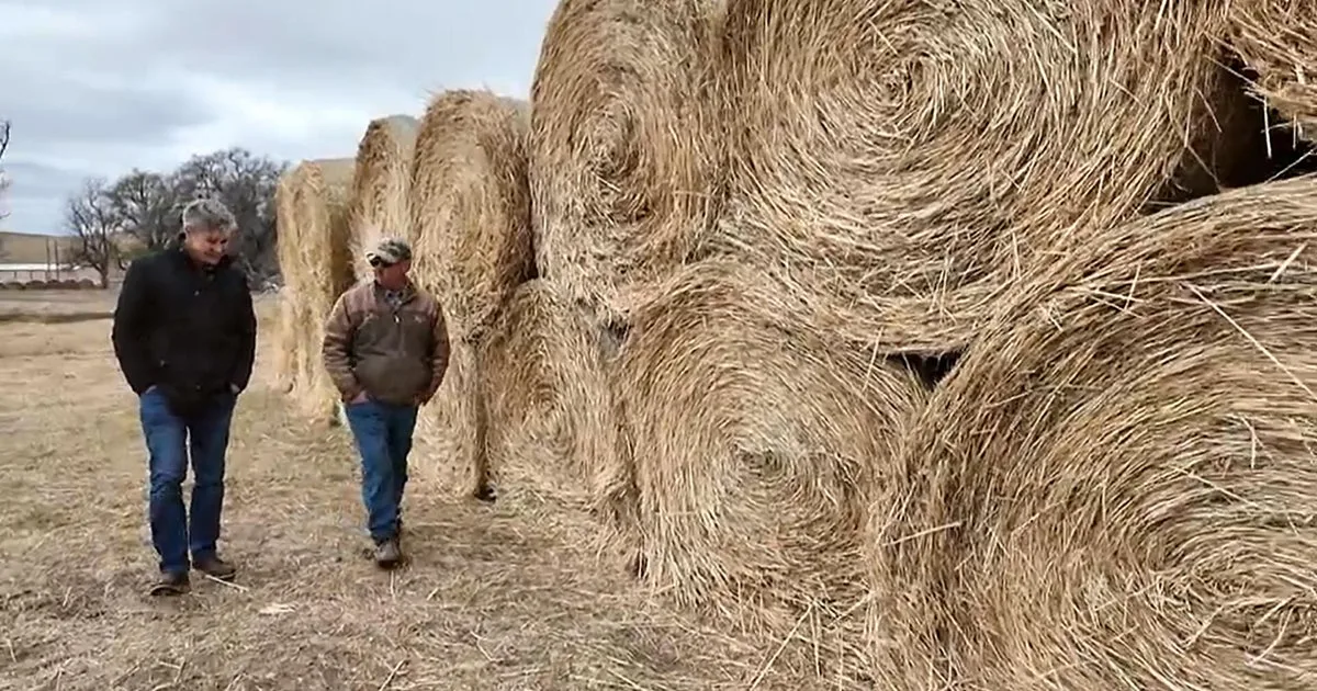 Stillaguamish Tribe Converts Farmland to Wetlands to Restore Chinook Salmon Habitat