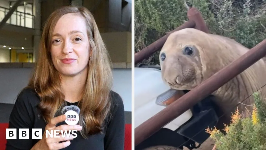 Neil the Elephant Seal Draws Crowds and Disrupts Traffic in Tasmania