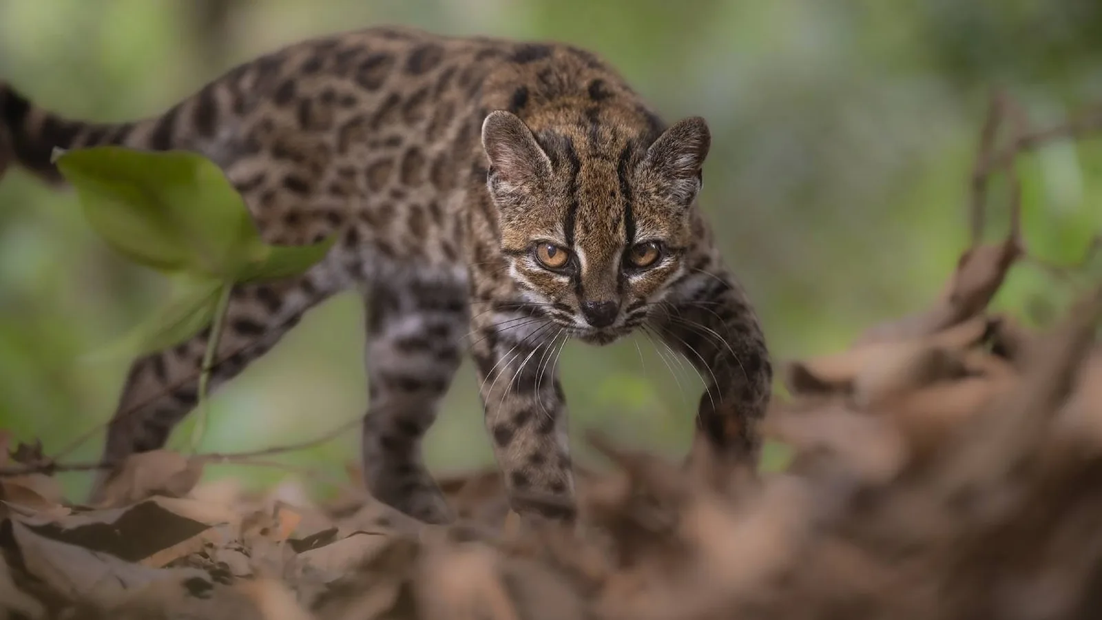 New Wild Cat Species Discovered in Bolivia’s Yungas Forest