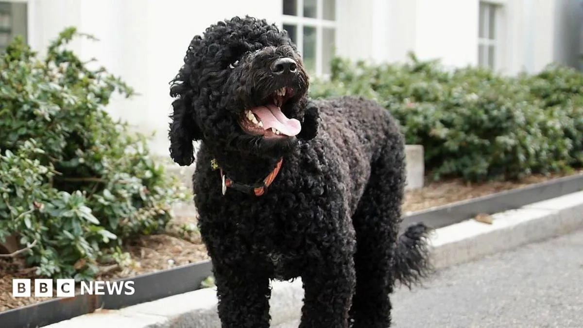 Obama Family Dog Sunny Dies After 13 Years with Former First Family