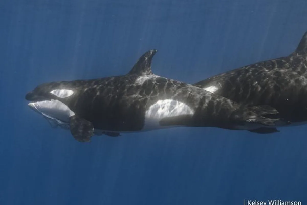 Orcas Observed Ramming and Pulverizing Giant Fish Carcasses in Mexico