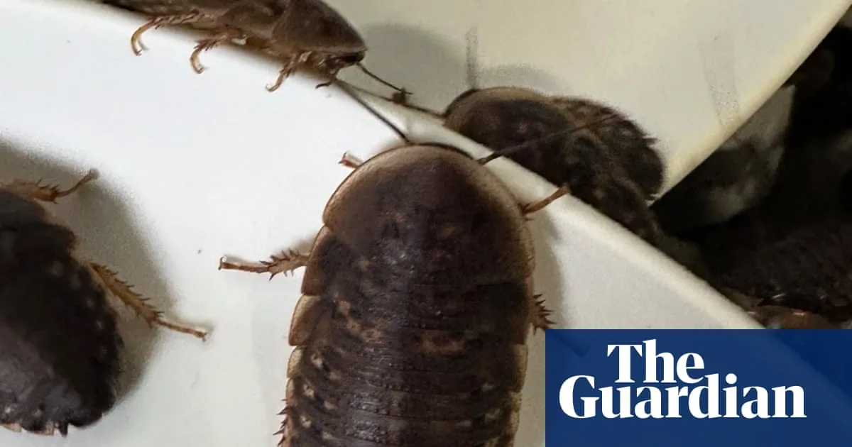 Over 100,000 Exotic Cockroaches Seized in Record Australian Biosecurity Bust