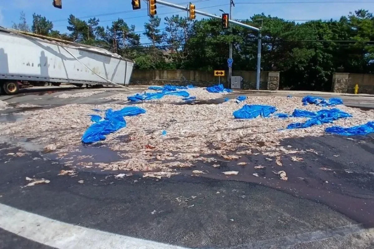Over 20 Tons of Squid Spill on Rhode Island Highway, Causing Major Traffic Delays