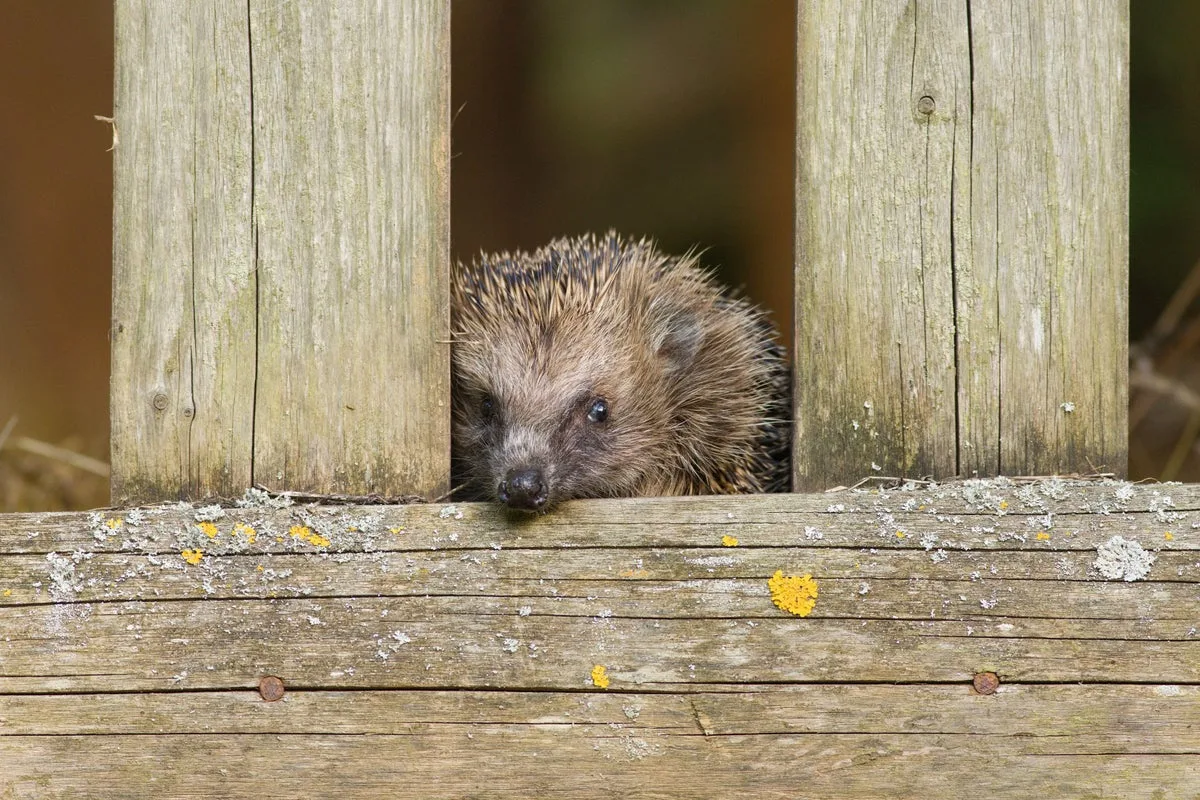 Oxford Researchers Identify Hedgehog Behavior That May Reduce Road Deaths
