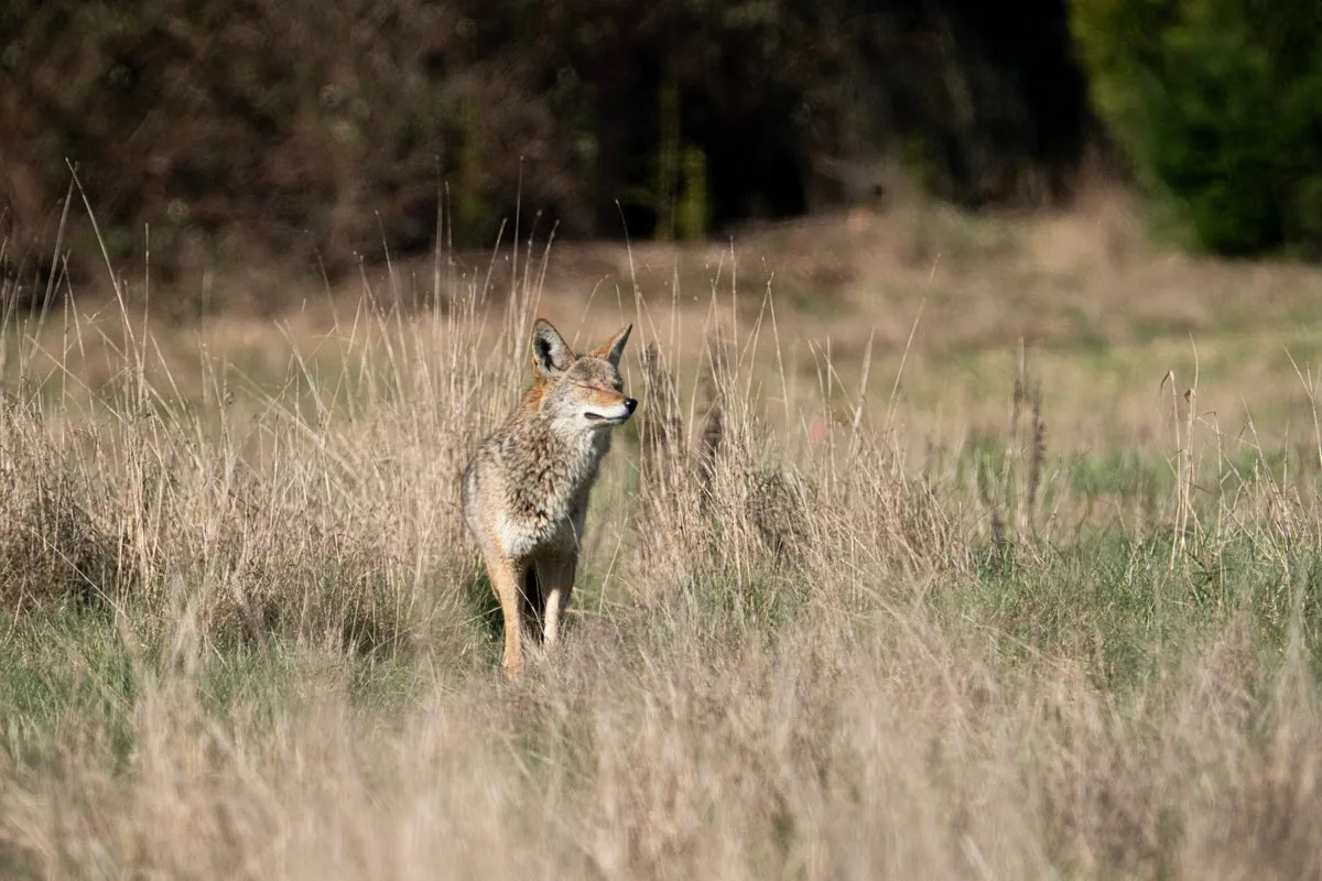 Parasitic Tapeworm Detected in West Coast Wildlife for First Time