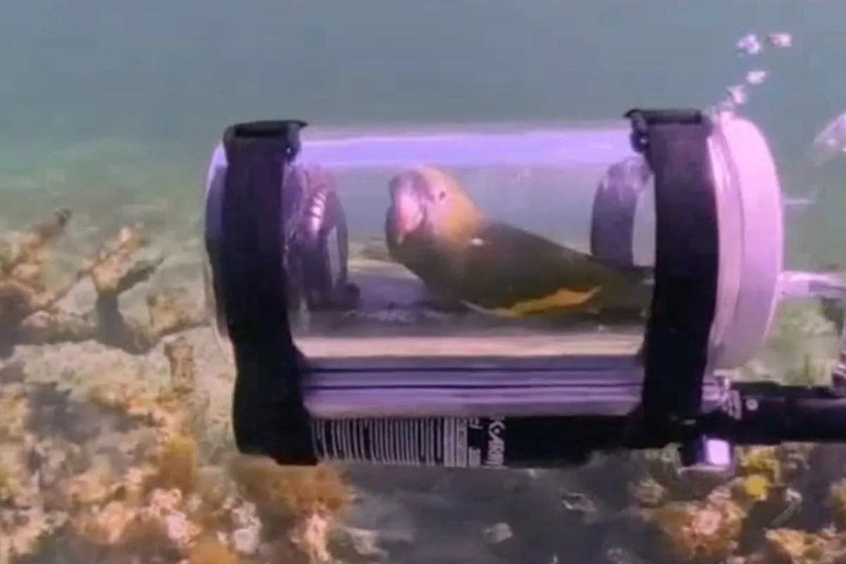 Parrot Rides Custom Mini Submarine for Underwater Exploration in the Bahamas