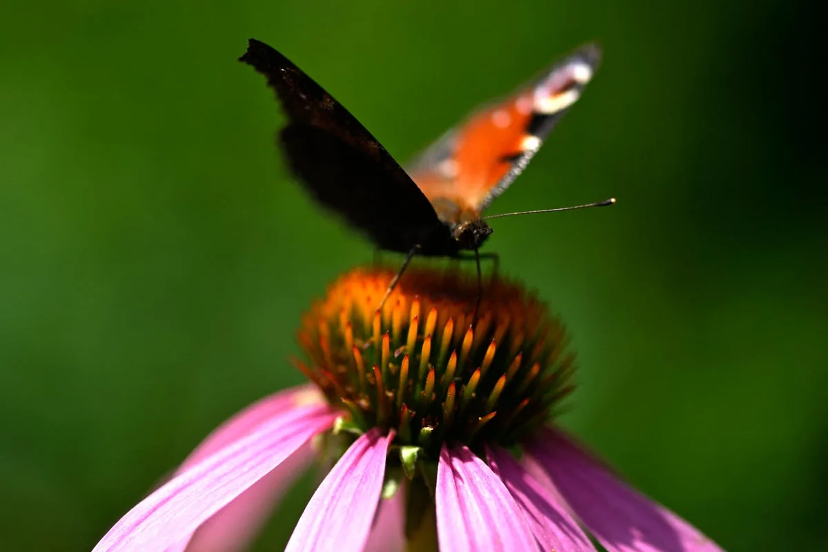 Peacock Butterfly Named Britain's Favourite in Nationwide Public Poll