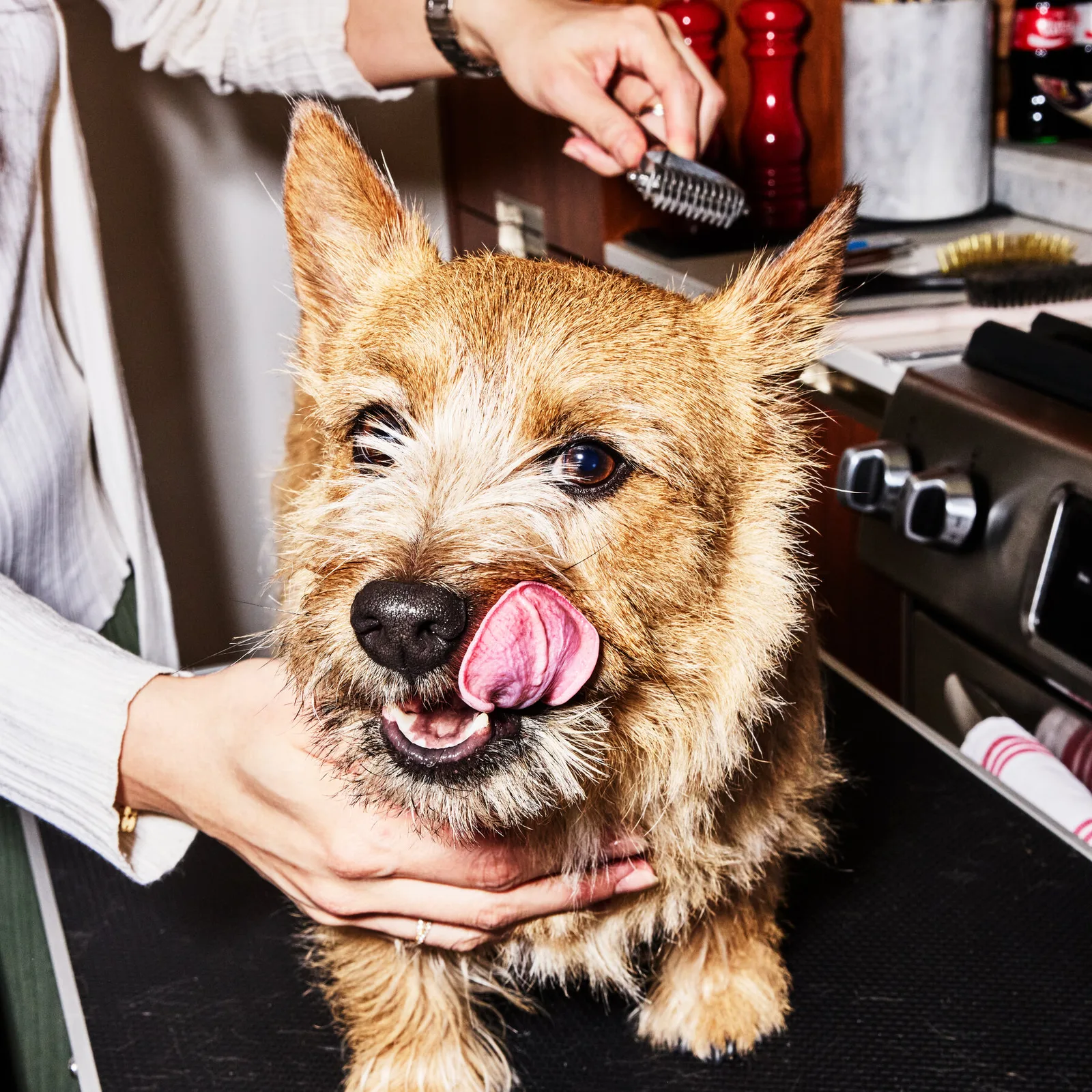 Pet Owners Adopt Wellness Trends, Leading to High-End Dog Grooming Services