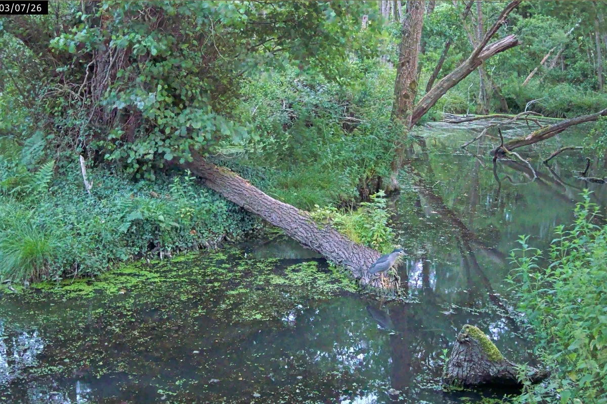 Rare Black-Crowned Night Heron Spotted at Somerset's Holnicote Estate