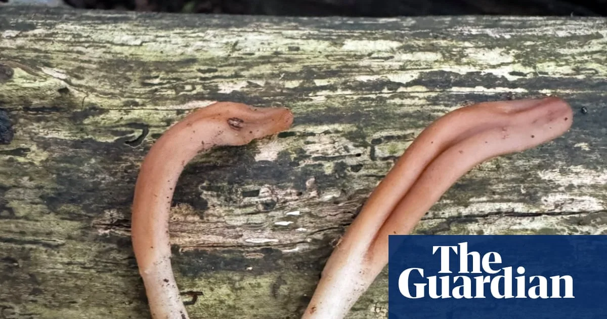 Rare Blue-Based Earthtongue Fungus Found for First Time in UK