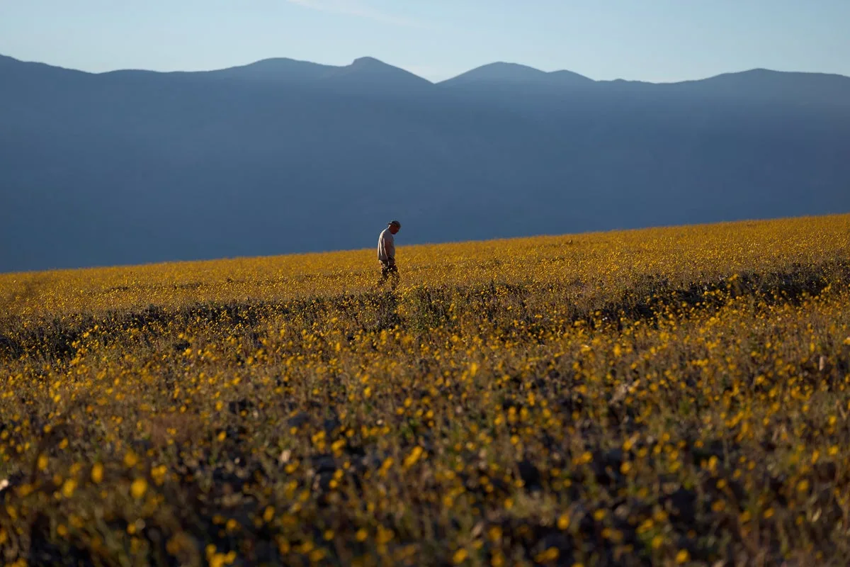 Rare Wildflower Superbloom Draws Visitors to Death Valley National Park