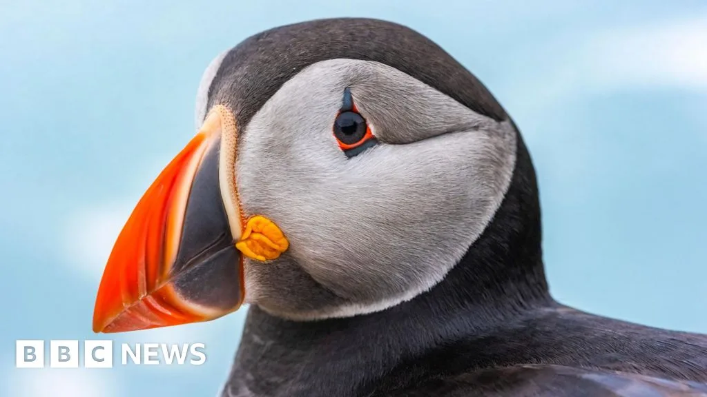 Record Number of Puffins Counted on Skomer Island for Second Consecutive Year
