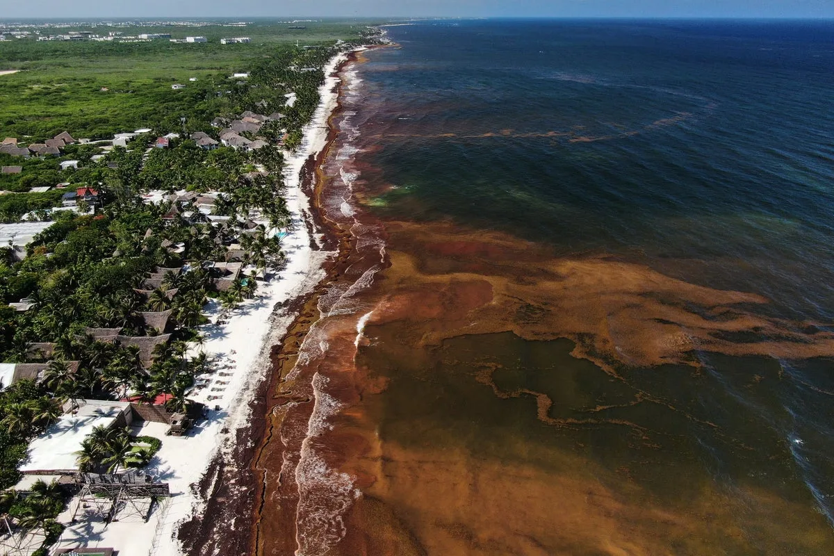Record Sargassum Seaweed Blankets Caribbean and Gulf of Mexico Beaches