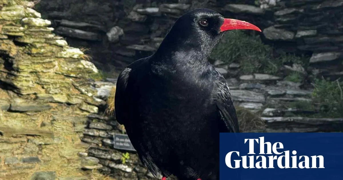Red-Billed Choughs Return to Tintagel Castle After Decades of Absence