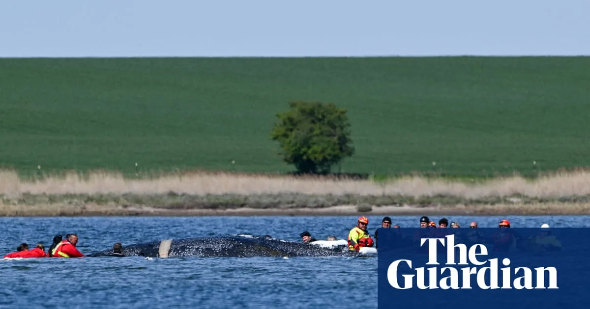 Rescue Barge Transports Stranded Humpback Whale from Lübeck to North Sea