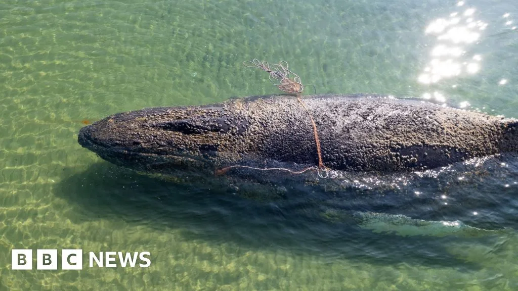 Rescuers End Efforts to Save Stranded Whale off German Coast