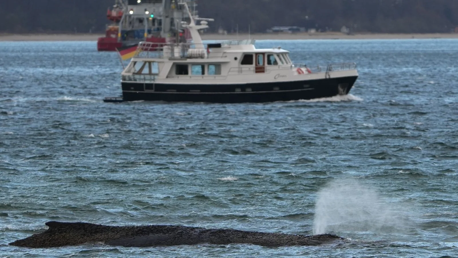 Rescuers Work to Free Stranded Humpback Whale off North German Coast