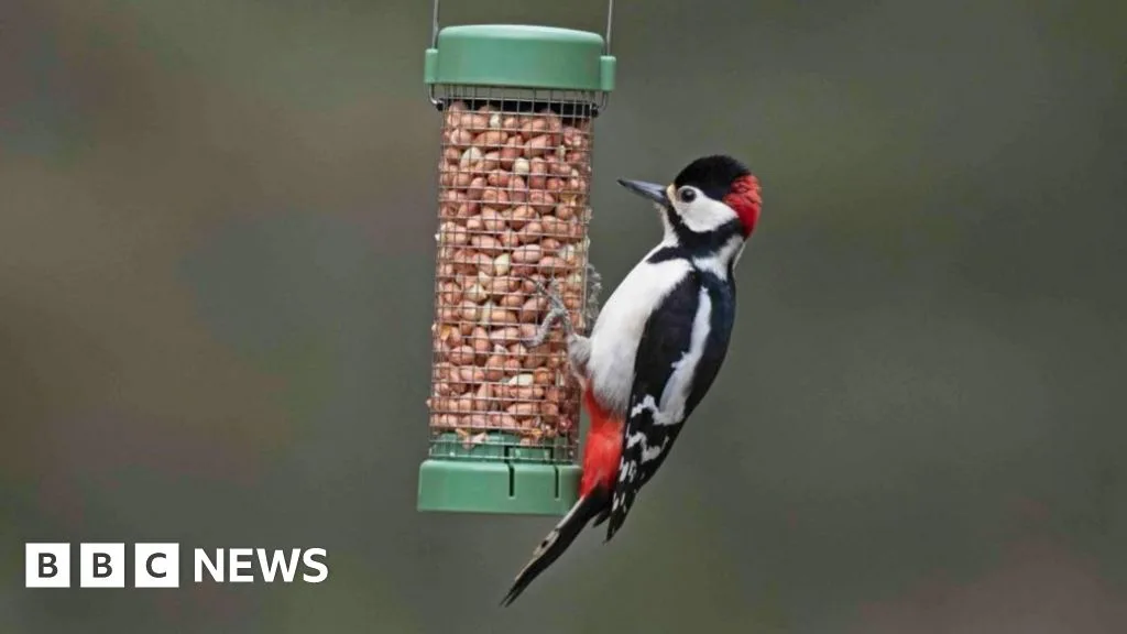 RSPB Advises Against Summer Bird Feeding to Reduce Avian Disease Spread