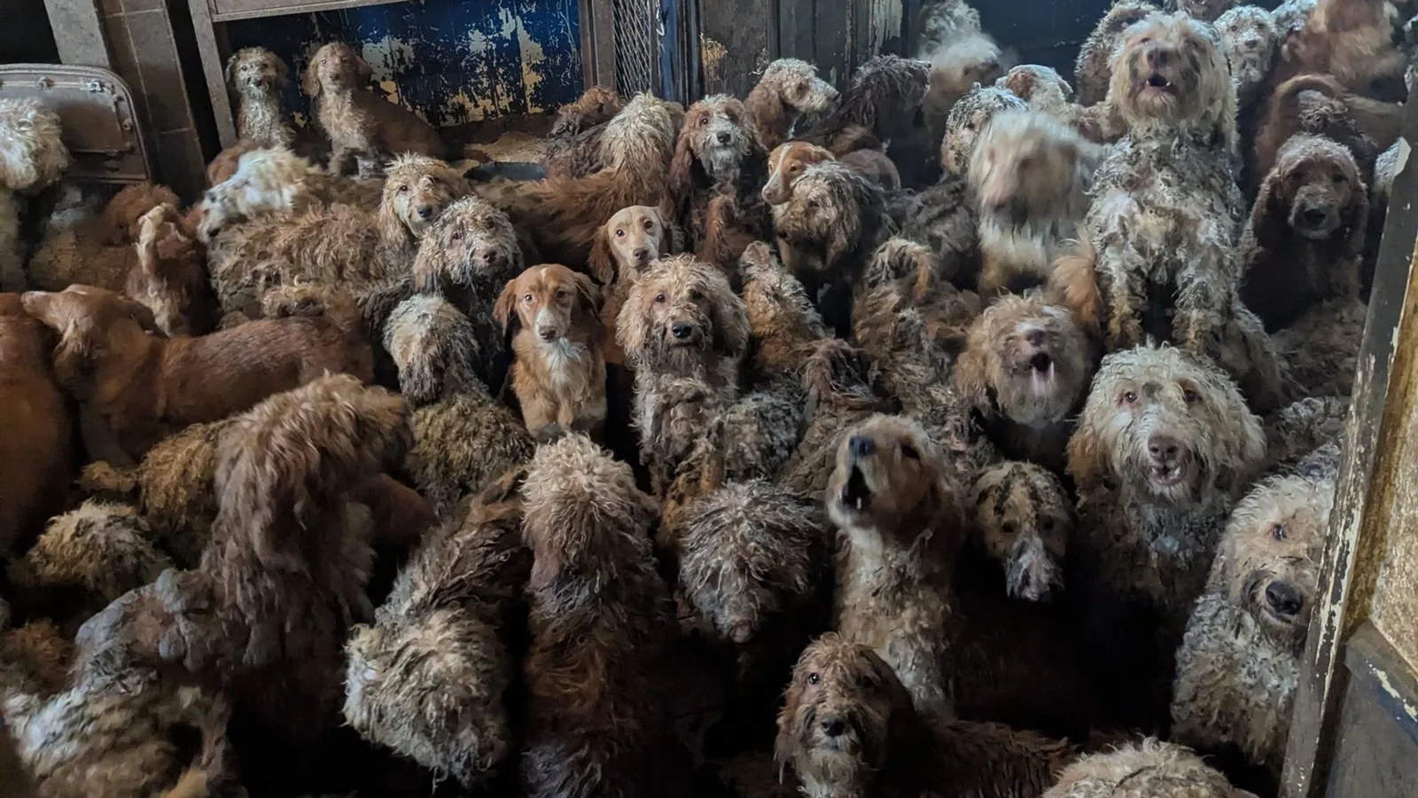 RSPCA Denies AI Use After Photo of Over 250 Dogs in UK Home Sparks Debate