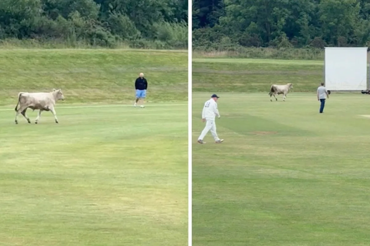 Runaway Bull Charges Onto Cricket Field, Forcing Match Abandonment Near Newcastle